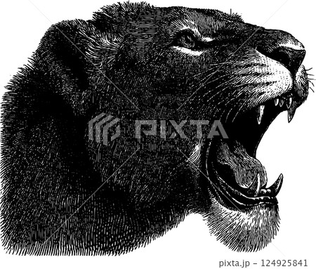 Roaring lion engraving - detailed black and white wildlife art 124925841