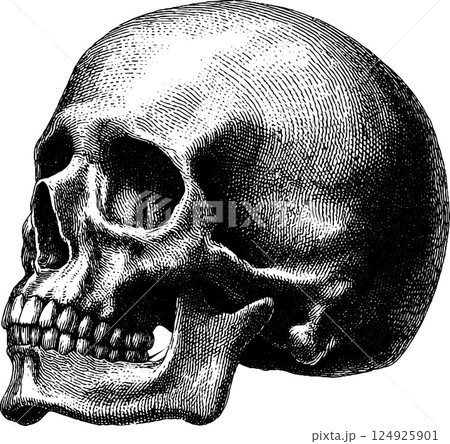 Engraved human skull illustration in bold black design for artistic prints Engraved human skull illustration in bold black design for artistic prints 124925901
