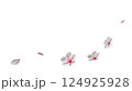 春風に舞う桜花びら透過素材 124925928