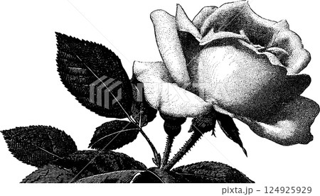 Detailed engraving of a blooming rose with leaves in black and white for artistic design Detailed engraving of a blooming rose with leaves in black and white for artistic design 124925929