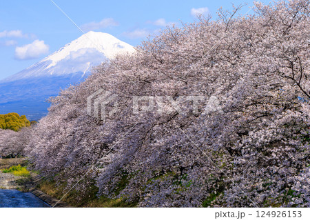 龍厳淵で見る美しい富士山と桜並木(横構図) 龍厳淵で見る美しい富士山と桜並木(横構図) 124926153