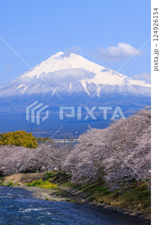 龍厳淵で見る美しい富士山と桜並木（縦構図） 124926154
