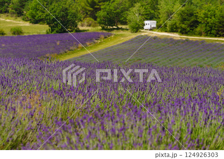 Lavender field and caravan camping in distance, Provence France 124926303