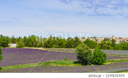 Summer view with lavender fields and Puimoisson village on horizon, France 124926305