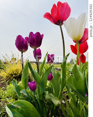 チューリップ畑に咲く色とりどりのチューリップ 124926382