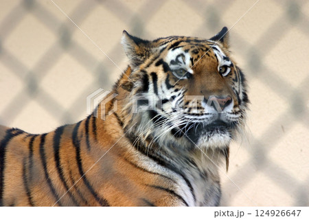 動物園のトラ 124926647