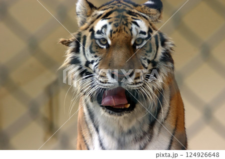 動物園のトラ 124926648