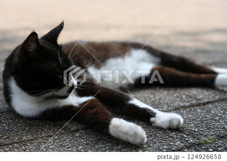 観光地の無防備な野良猫 124926658