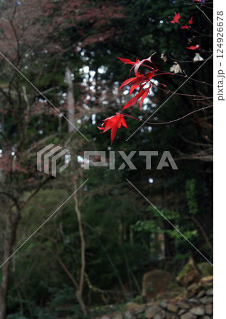 真っ赤な紅葉 124926678