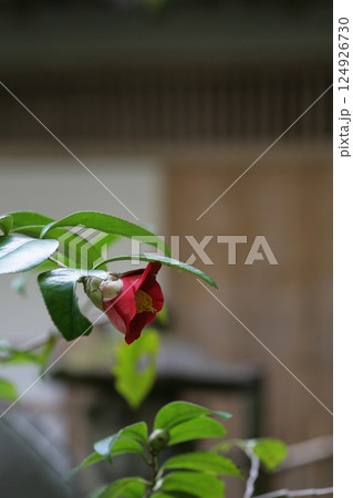 赤い椿の花 124926730