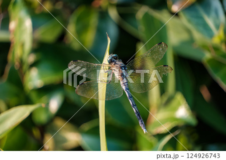 緑の中に佇むシオカラトンボ 124926743