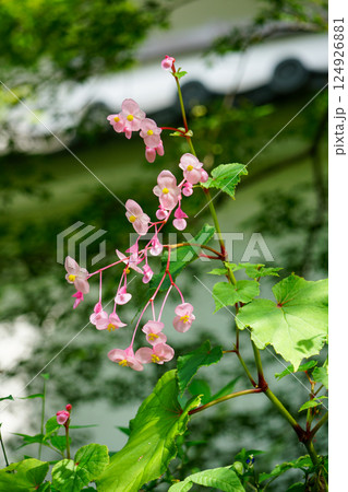 秋海棠の花 124926881