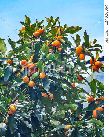 Winter Fruits of Montenegro: Fortunella Kumquat Winter Fruits of Montenegro: Fortunella Kumquat 124926964