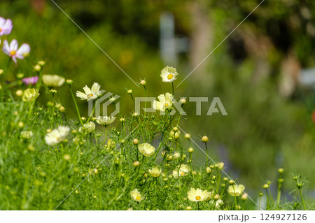 淡い黄色のコスモスが揺れる初秋の草原 124927126