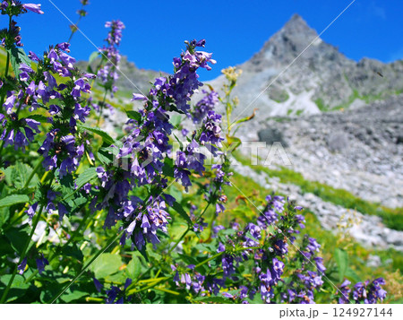 槍ヶ岳と高山植物ミソガワソウ 槍ヶ岳と高山植物ミソガワソウ 124927144