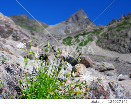日本固有の高山植物イワツメクサと槍ヶ岳 124927145