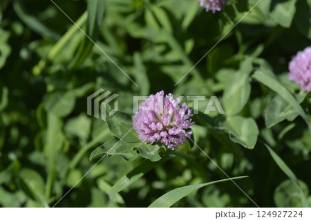 Red clover 124927224