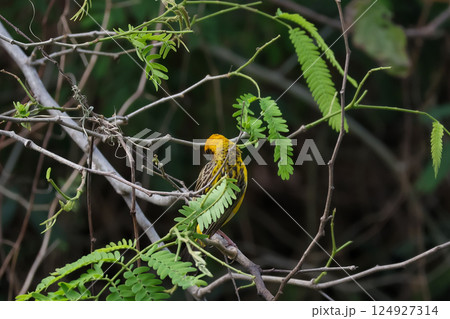 The yellow bird on Build nest from dry stick hay in nature 124927314
