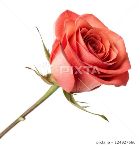 Single Coral Rose on Black Single Coral Rose on Black 124927666