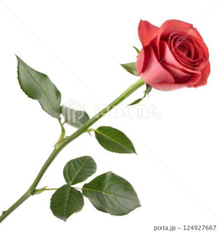 Single Orange Rose Single Orange Rose 124927667