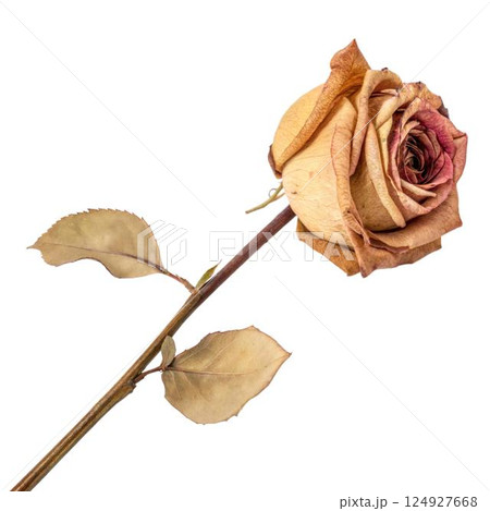 Dried Rose on Black Background Dried Rose on Black Background 124927668