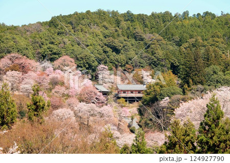 桜の名所・吉野山 桜の名所・吉野山 124927790