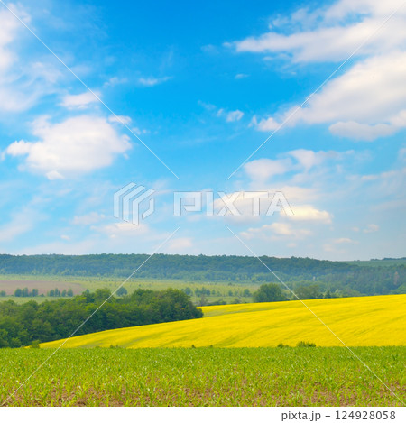 Corn and rapeseed field and blue sky with bright sun. 124928058