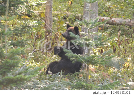 ヒグマ 124928101