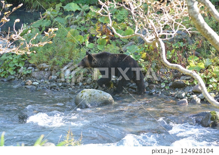 ヒグマ 124928104