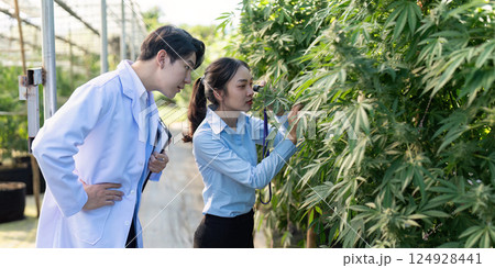 Researching cannabis growth techniques in greenhouse environment insights from experts Researching cannabis growth techniques in greenhouse environment insights from experts 124928441