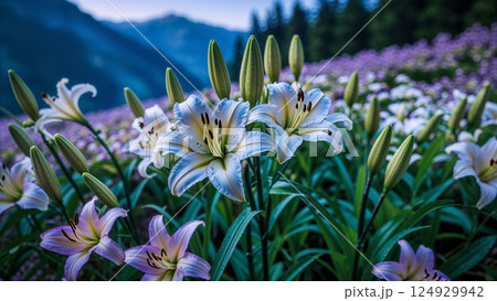White lilies blooming in a colorful field with mountains in background White lilies blooming in a colorful field with mountains in background 124929942