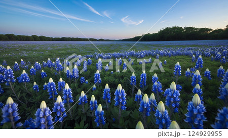 Bluebonnet flowers blooming in scenic field at sunset 124929955