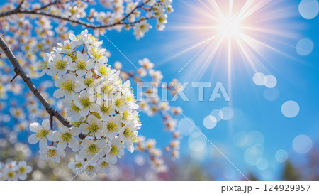 White flowers blooming on branch under bright sunlight during spring season 124929957