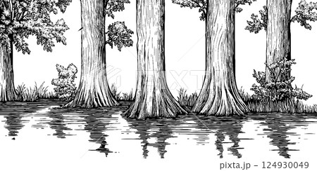 Tall Trees Reflected in Water 124930049