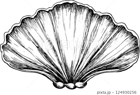 Illustration of a Scallop Shell in Black and White 124930256