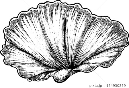 Intricate Shell Illustration in Black and White 124930259