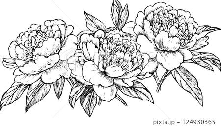 Intricate Black and White Peony Flower Illustration Intricate Black and White Peony Flower Illustration 124930365