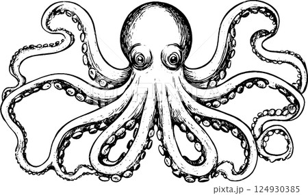 Detailed Black and White Octopus Illustration 124930385