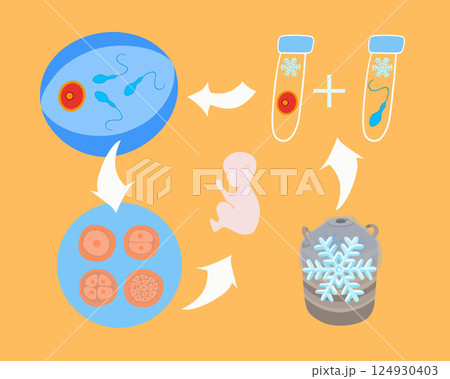 Vector isolated illustration of egg and sperm freezing. Cryopreservation. Preparation for artificial insemination. Egg and sperm donation. 124930403