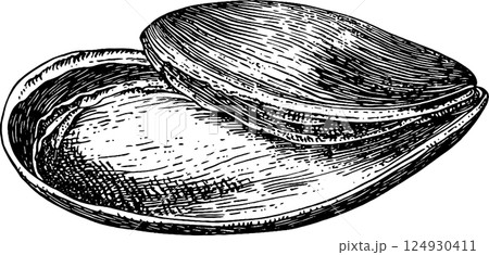 Illustration of a Clam Shell 124930411