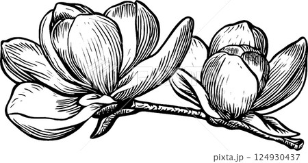 Illustration of Magnolia Flowers on a Branch Illustration of Magnolia Flowers on a Branch 124930437
