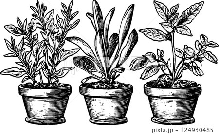 A vintage illustration of three potted plants, each in a clay pot. The plants vary in shape and size, showcasing different types of foliage. The style is detailed and reminiscent of botanical drawings 124930485