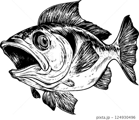 A detailed illustration of a fish with an open mouth, showcasing its fins and scales in a realistic style. The fish appears dynamic and lively, emphasizing its features. 124930496
