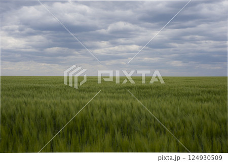 Green grass field on small hills and blue sky with clouds 124930509