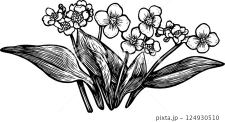 A detailed black and white illustration of a bouquet of flowers with broad leaves, showcasing various types of blossoms including small and larger flowers. A detailed black and white illustration of a bouquet of flowers with broad leaves, showcasing various types of blossoms including small and larger flowers. 124930510