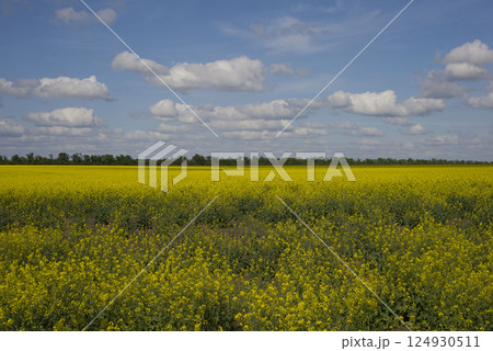 Yellow rapeseed field in the field and picturesque sky with white clouds. Blooming yellow canola flower meadows. Rapeseed crop in Ukraine Yellow rapeseed field in the field and picturesque sky with white clouds. Blooming yellow canola flower meadows. Rapeseed crop in Ukraine 124930511