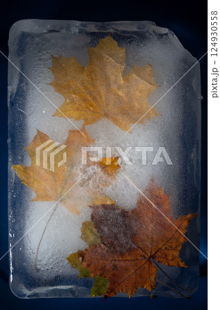 autumn yellow leaves in ice on a blue background autumn yellow leaves in ice on a blue background 124930558