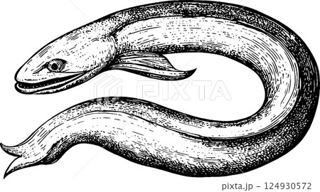 An illustration of an eel, showcasing its elongated body and distinct features. The eel is depicted in a detailed, vintage style, emphasizing its smooth texture and fins. An illustration of an eel, showcasing its elongated body and distinct features. The eel is depicted in a detailed, vintage style, emphasizing its smooth texture and fins. 124930572