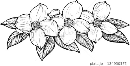 A detailed black and white illustration of three flowers with large petals and round centers, surrounded by leaves. The flowers are arranged in a horizontal composition, showcasing intricate line work A detailed black and white illustration of three flowers with large petals and round centers, surrounded by leaves. The flowers are arranged in a horizontal composition, showcasing intricate line work 124930575
