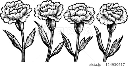 Illustration of Four Carnation Flowers Illustration of Four Carnation Flowers 124930617